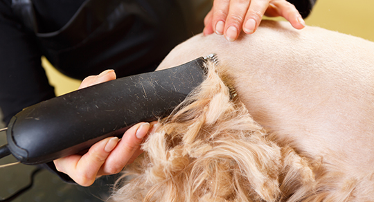 Should You Shave Your Dog in Summer or Is There a Better Way to Keep Them Cool?