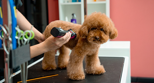 5 Best Summer Haircuts for High-Energy Dog Breeds