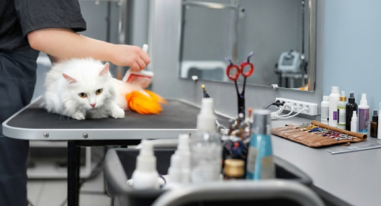 Feline Hygiene 101: Ear Cleaning, Eye Care, and Sanitary Grooming