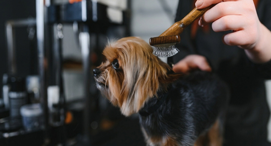 Online vs. In-Person Grooming Courses: Which Is Better?