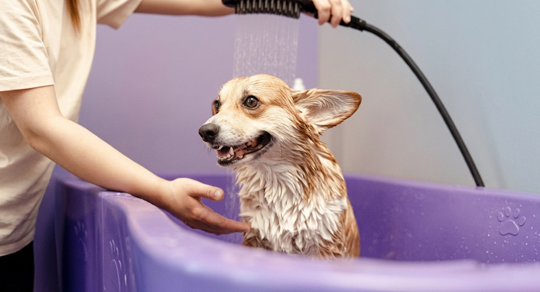 What’s the Best Way to Groom Your Dog After a Day at the Dog Park?