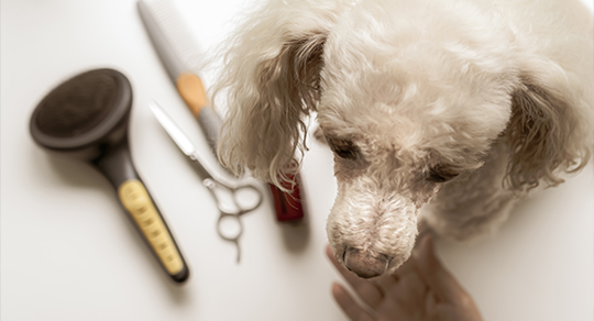 How Often Should You Groom Your Dog in Hot Weather?