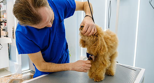 How to Become a Certified Dog Groomer in 2026: A Step-By-Step Guide