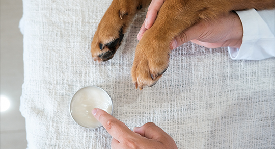 Paw Pad Care in Summer: A Guide to Preventing Burns and Cracks