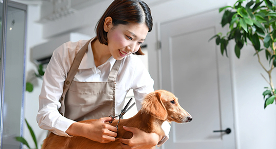Choosing the Right Pet Groomer in Regina: 7 Questions to Ensure Your Pet Is in Good Hands