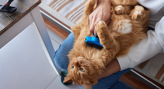 How to Reduce Shedding in Long-Haired Cats Before the Fall Season