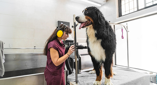 Inside Professional Pet Groomer Training: What Future Groomers Should Expect