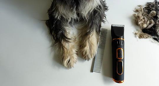Dog Grooming by Coat Type: A Complete Guide to Brushing, Haircuts & Professional Grooming