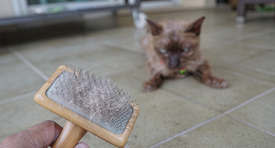 Fall Pet Grooming Guide: Seasonal Shedding, Matting & Winter Coat Preparation
