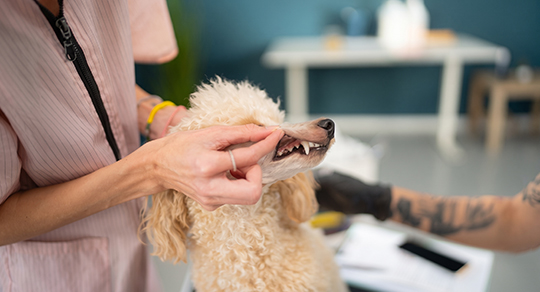 How to Become a Professional Pet Groomer: Training, Skills & Career Guide